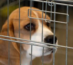 1,500 Beagles Used In Research Studies Are Released for Adoption.