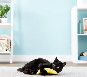chewy s pet month deals make shopping a breeze, Chewy