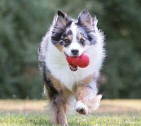 chewy s pet month deals make shopping a breeze, Chewy