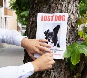 Found a Lost Dog? Here’s What to Do Next