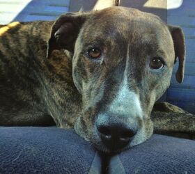 found a lost dog heres what to do next, Here is the actual dog I found in my actual car