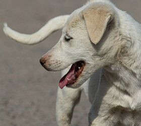 Traveling from the UK to the USA with a Dog: A 2026 Guide