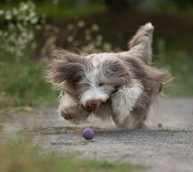 want to enrich your dog s life here s how, photo credit Liudmila Bohush shutterstock com