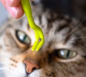 how to protect your cat from ticks, Simol1407 Shutterstock