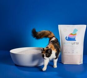 this smart cat litter could help you spot health problems early, PrettyLitter