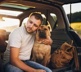 How to Help a Dog That Gets Carsick: A Practical Guide