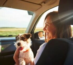 Assign someone to sit with your dog in the car -image via Canva