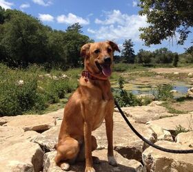Charlie, enjoying vacation despite the car ride getting there