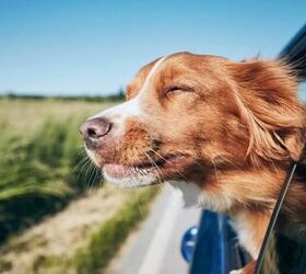 Enjoying fresh air in the car -image via Canva