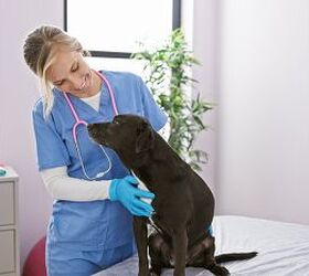 Is Electro-Chemotherapy the Magic Bullet Pet Owners Have Been Seeking?