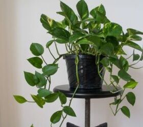 Keep These Common Houseplants Away From Cats and Dogs