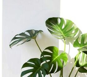 keep these common houseplants away from cats and dogs, Monstera image via Canva