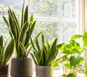 keep these common houseplants away from cats and dogs, Snake Plant image via Canva