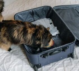 3 Things You Should Always Do Before Leaving Your Cat Home Alone