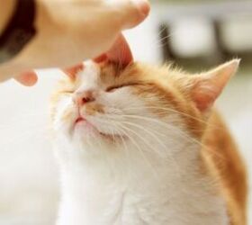 Petting cat - image via Canva