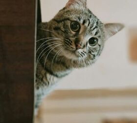 Curious cat -image via Canva