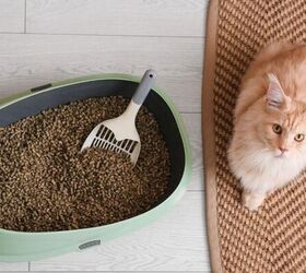 5 easy tips to make litter training your cat a breeze, Cat next to litter box image via Canva