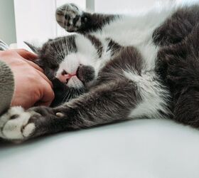 Some cats just want your attention -image via Canva