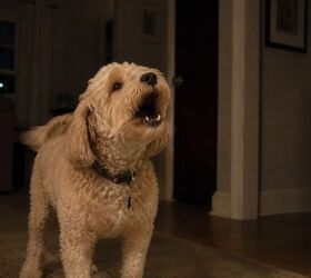 why your dog keeps barking at night and how to help, Nighttime barking