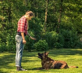 why your dog keeps barking at night and how to help, Training provides dogs with physical and mental stimulation image via Canva