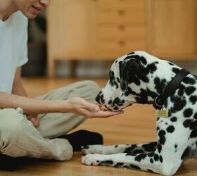 why your dog keeps barking at night and how to help, Rewarding dog for calm behavior image via Canva