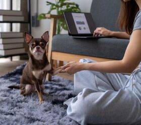 The 2 A.M. Pet Crisis: Why Turning to Your Phone First Might Cost You
