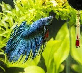 how to properly care for betta fish, Lapis2380 Shutterstock