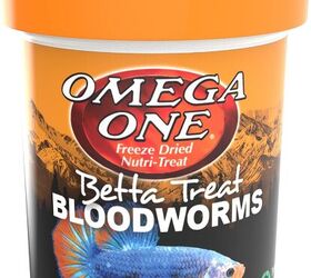 how to properly care for betta fish