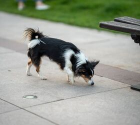 Could Your Dog Overdose on Opioids? It's Not That Far-Fetched.