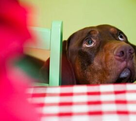 8 People Foods Your Dog Can Eat, Plus What to Never Share 