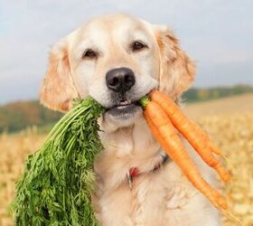 8 people foods your dog can eat plus what to never share, Dog with carrots image via Canva