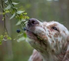 8 people foods your dog can eat plus what to never share, Dog snacking on fresh blueberries image via Canva