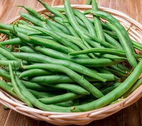 8 people foods your dog can eat plus what to never share, Washed raw green beans image via Canva