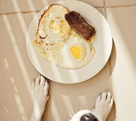 8 people foods your dog can eat plus what to never share, Serving plain eggs to your dog image via Canva