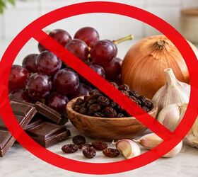 8 people foods your dog can eat plus what to never share, Foods to avoid