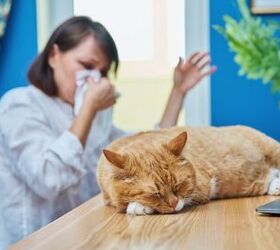 pet allergies at home 6 tips to keep your pet and stay healthy, Allergic to your pet image via Canva