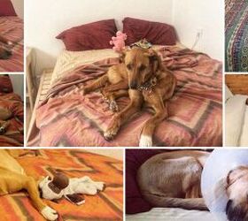 pet allergies at home 6 tips to keep your pet and stay healthy, Lucky for Charlie we are not allergic