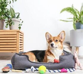 pet allergies at home 6 tips to keep your pet and stay healthy, Pet area at home image via Canva