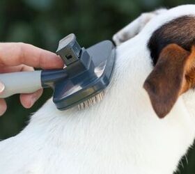 pet allergies at home 6 tips to keep your pet and stay healthy, Brushing dog outside to stay on top of shedding image via Canva