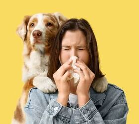 pet allergies at home 6 tips to keep your pet and stay healthy, Pet allergies image via Canva