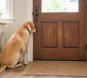 Stop Pet Scratches: 7 Clever Ways to Protect Your Doors