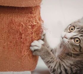 stop pet scratches 7 clever ways to protect your doors, Cat scratching upholstered furniture image via Canva