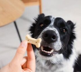 stop pet scratches 7 clever ways to protect your doors, Dog rewarded with treat image via Canva