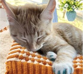 stop pet scratches 7 clever ways to protect your doors, Cat Nail Covers with Adhesives and Applicators image via Amazon