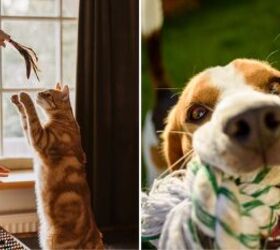 stop pet scratches 7 clever ways to protect your doors, Play with your pets to reduce their boredom and anxiety image via Canva