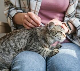 signs your indoor cat has fleas and how they got them, Photo credit Elen Nika Shutterstock com