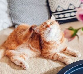 signs your indoor cat has fleas and how they got them, Photo credit Mariia Boiko Shutterstock com
