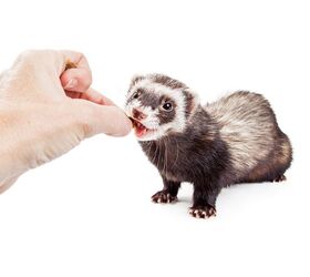 what do ferrets eat a guide to feeding your pet ferret, GoodFocused Shutterstock