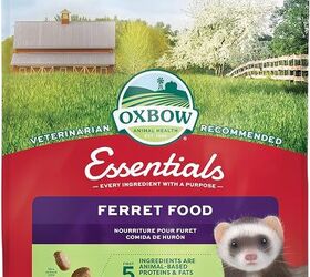 what do ferrets eat a guide to feeding your pet ferret