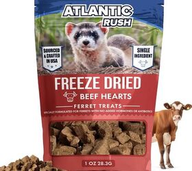 what do ferrets eat a guide to feeding your pet ferret